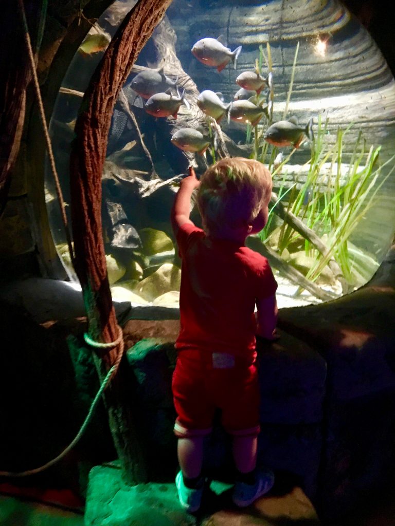 SEA LIFE Oberhausen, aquarium