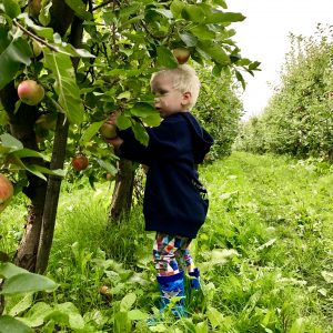 appelplukdagen landgoed de olmenhorst 