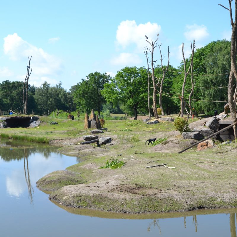 Safaripark Beekse Bergen opent groot gorilla-eiland en nieuw entreeplein. Tip! Neem mobieltjes mee