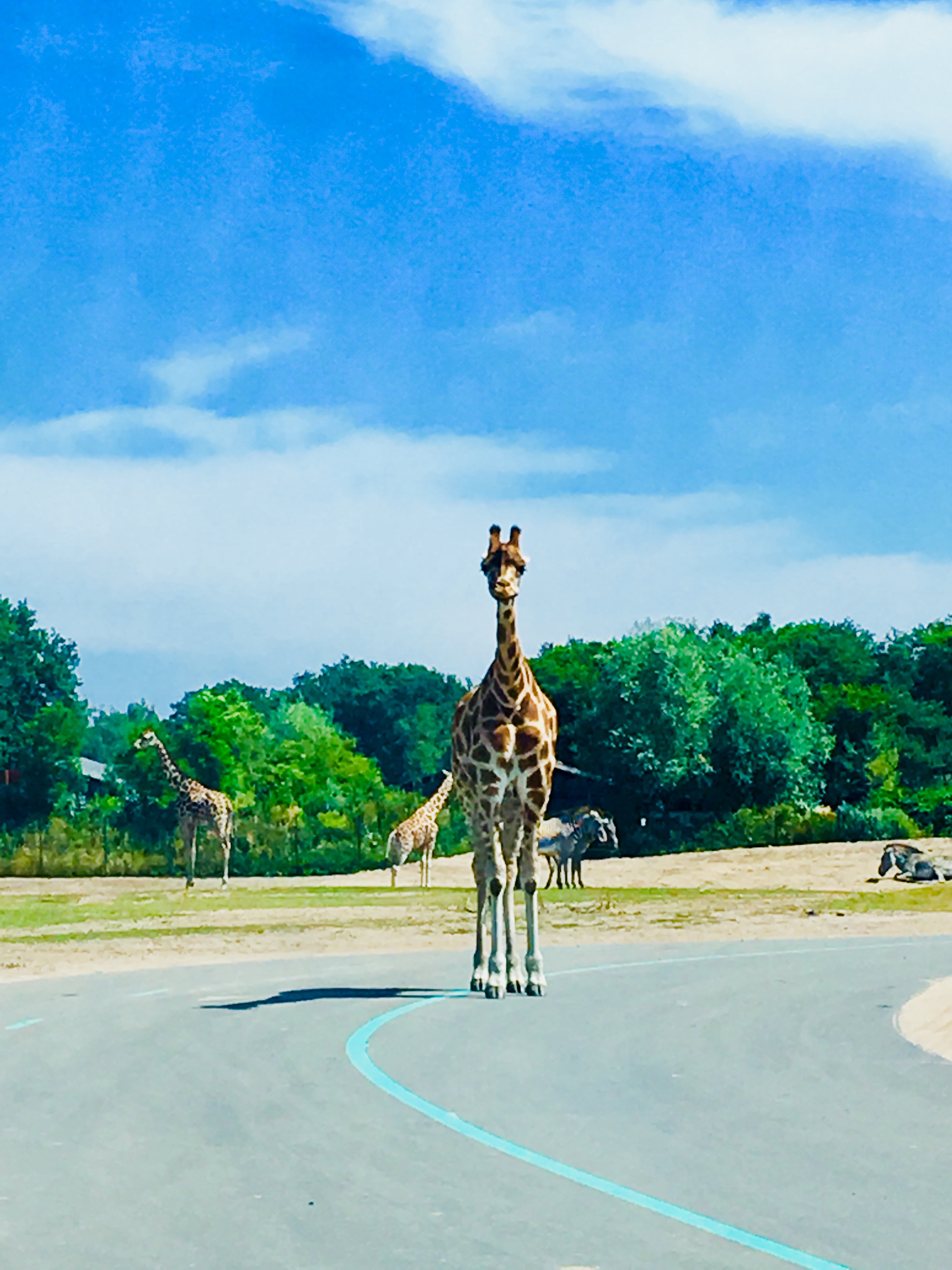 Internationale Dag van de Giraffe