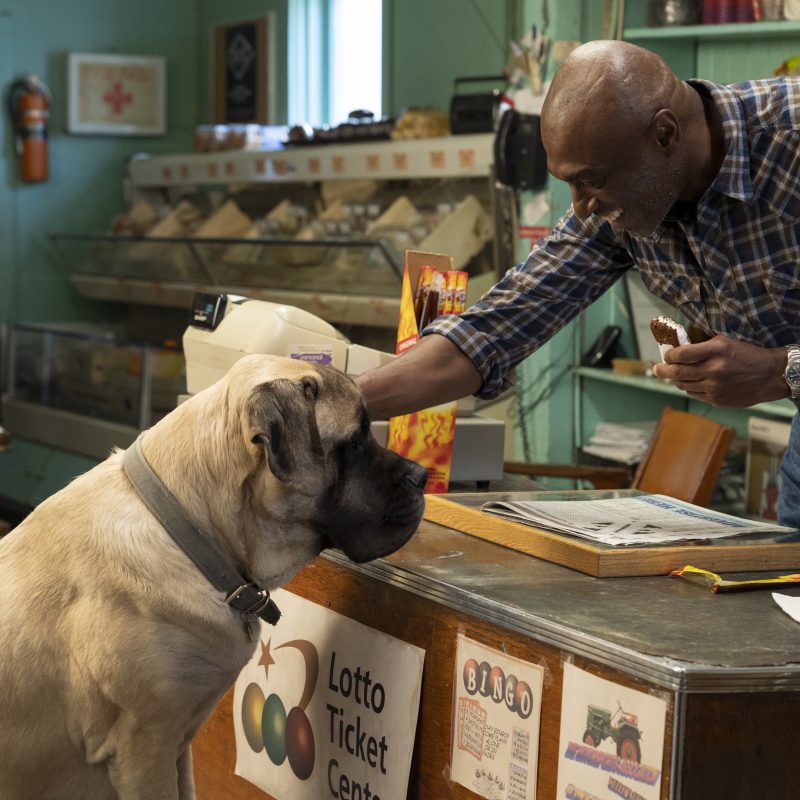 Hondenliefhebbers opgelet! “A Dogs Journey” wil je zien!