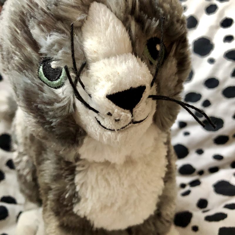 International Cat Day, 8 augustus, vier je het mee?