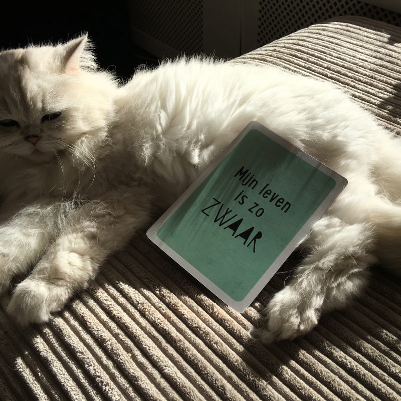 De leukste foto’s voor iedere kattenliefhebber