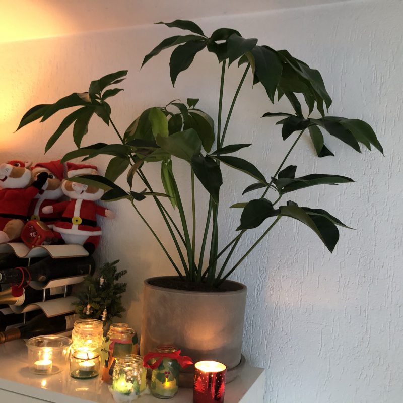 Groen in huis met Green Bubble