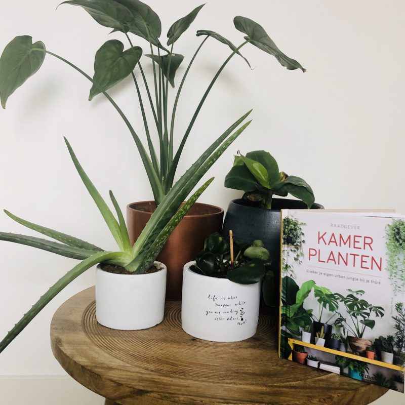 Tover je huis om tot urban jungle! We hebben ‘kamerplanten’ als raadgever ingeslagen.