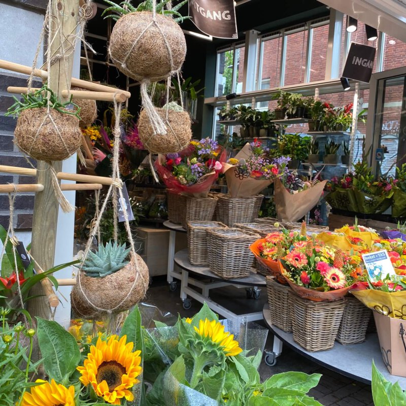 Kokodama, een toffe groene ontdekking