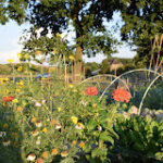 moestuin, tuinieren, moestuinieren, het beste moestuin boek, lentekriebels