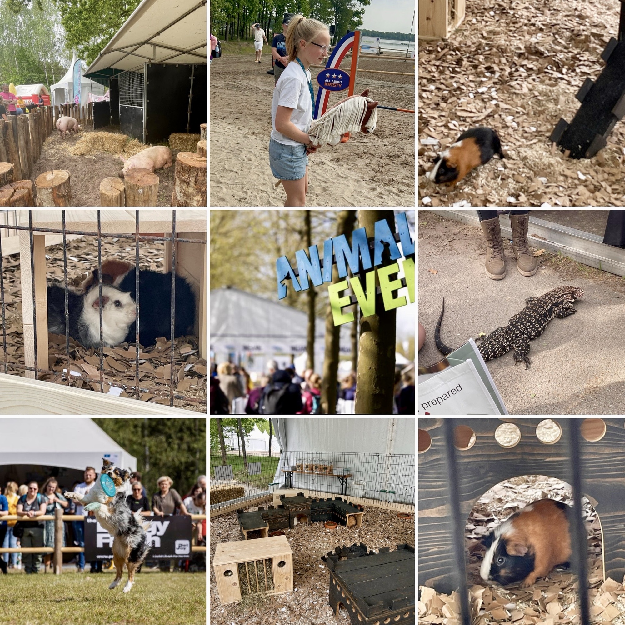 Animal event, Hilvarenbeek, Beekse Bergen