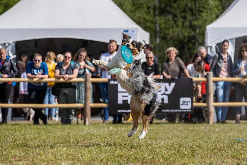 Animal event, Hilvarenbeek, Beekse Bergen
