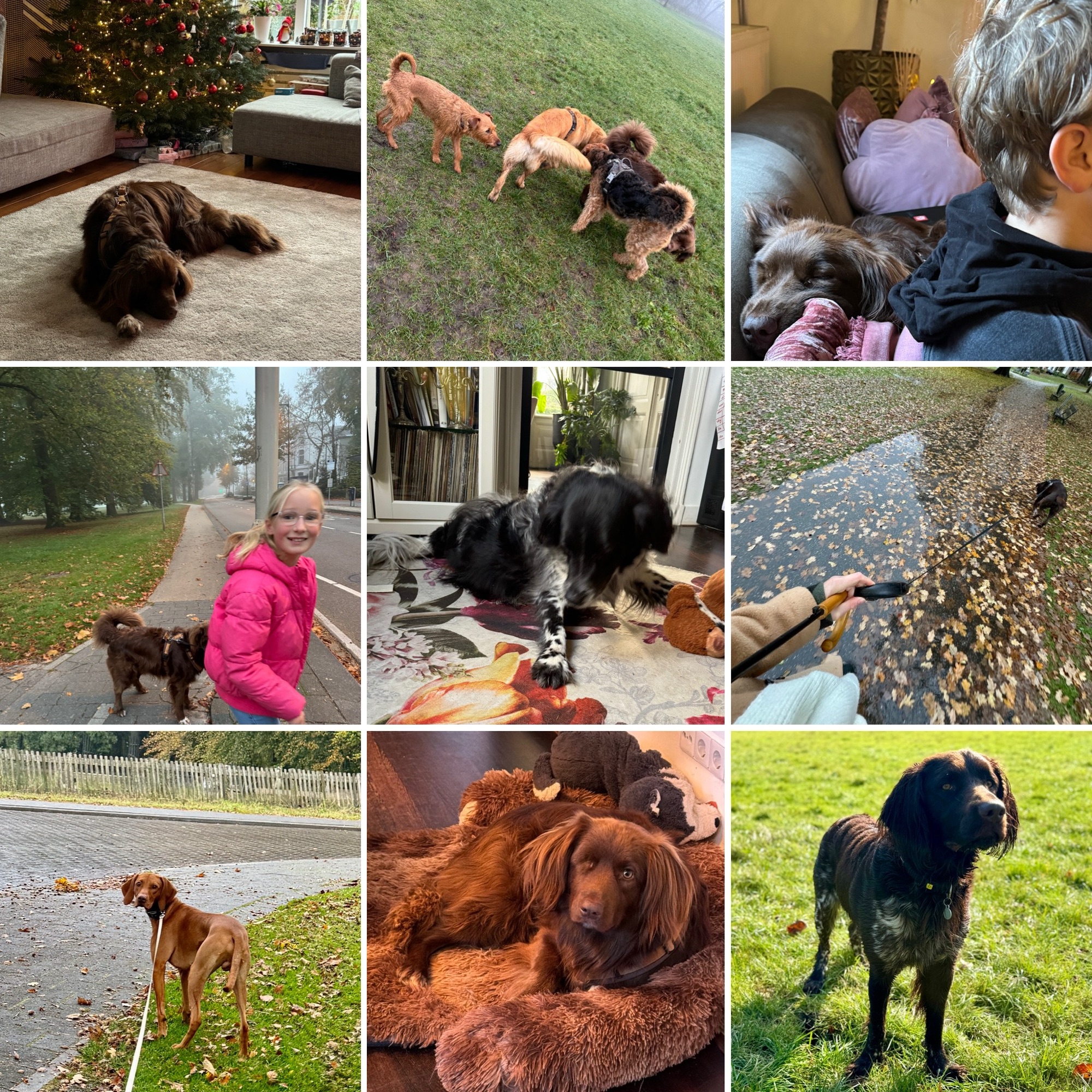 petbnb, honden oppas , 9 jaar oud, brief aan m’n zoon, verjaardag, verjaardagscadeau, persoonlijke brief aan je kind, het beste cadeau