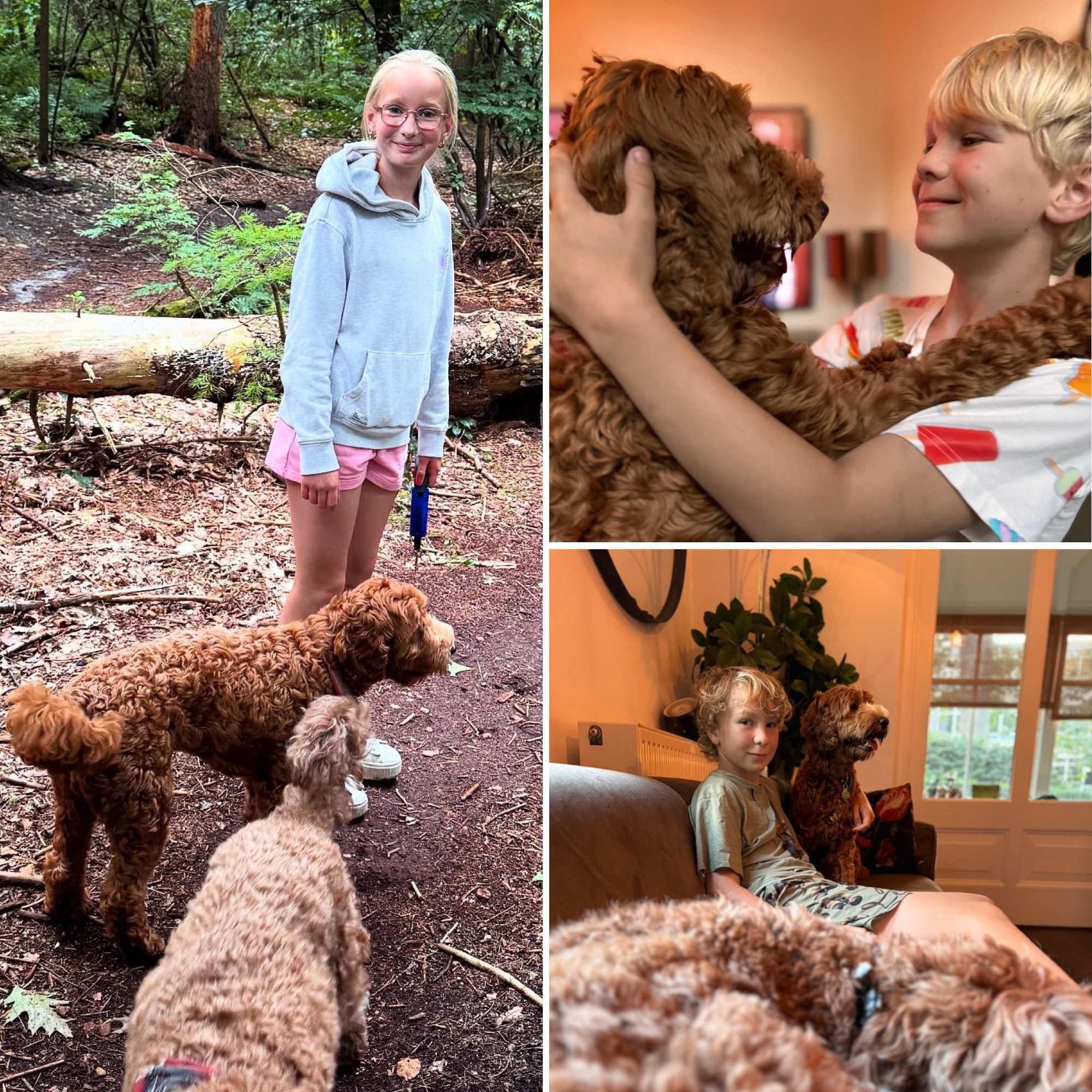 Hond in auto met Thule Cappy tuigje en hondenriem, veilig vastgemaakt aan autogordel, uitlaten, bos, labradoodle