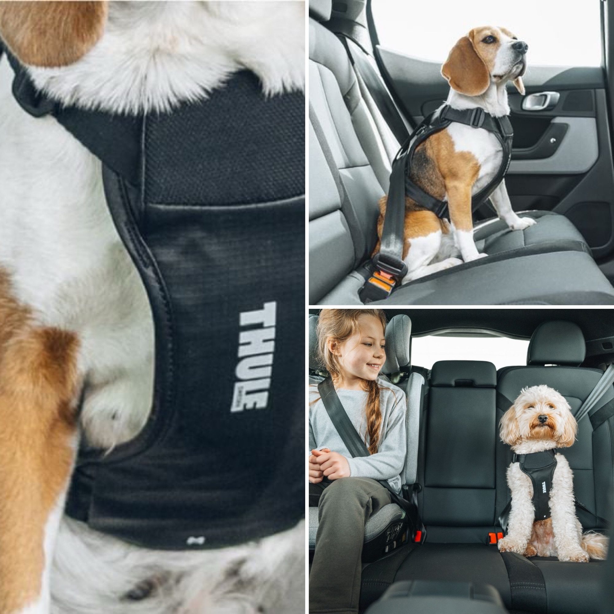 Hond in auto met Thule Cappy tuigje en hondenriem, veilig vastgemaakt aan autogordel