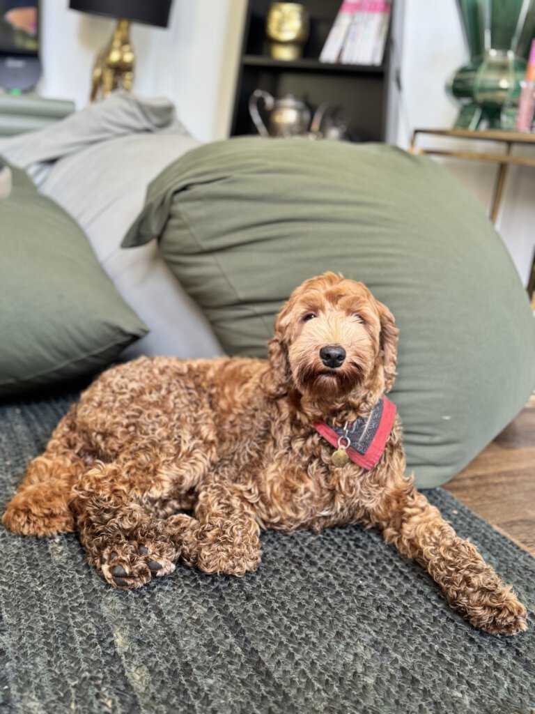 Hond in auto met Thule Cappy tuigje en hondenriem, veilig vastgemaakt aan autogordel