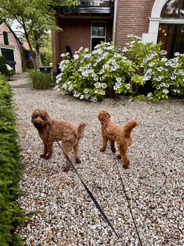 Hond in auto met Thule Cappy tuigje en hondenriem, veilig vastgemaakt aan autogordel