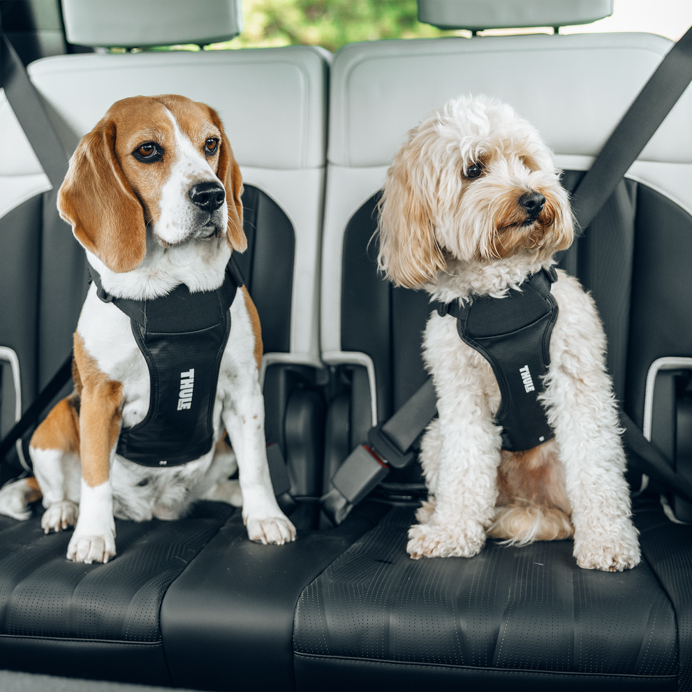 Hond in auto met Thule Cappy tuigje en hondenriem, veilig vastgemaakt aan autogordel