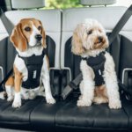 Thule cappy, honden harnas, veilig vervoeren hond