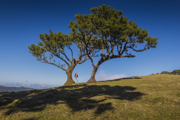 Eeuwenoude laurierbomen in Parque Florestal do Fanal©Francisco Correia