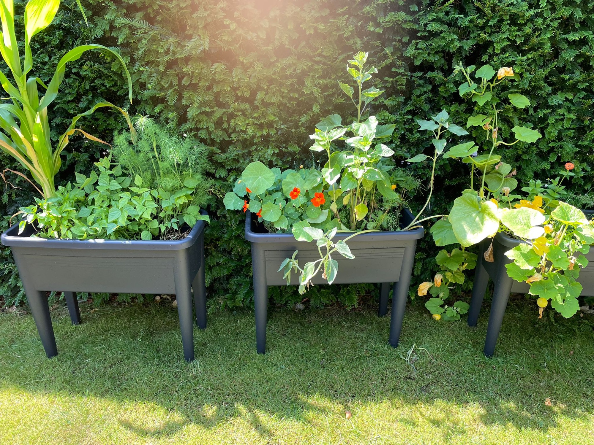 Tuinieren met kids, moestuin, tuinieren