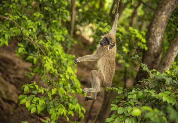 Barbados, rum, strandvakantie
