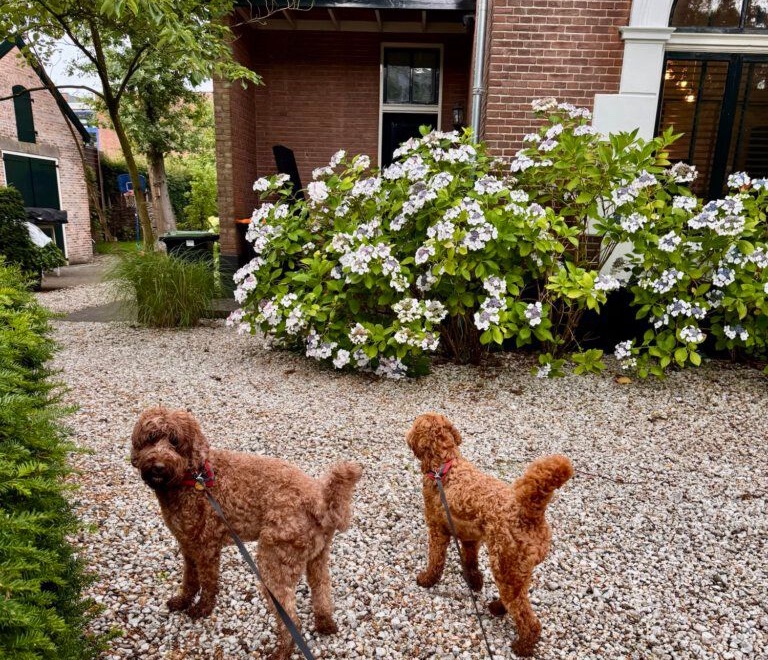 Veilig én stijlvol op pad met je hond. Waarom een goed tuigje meer verschil maakt dan je denkt