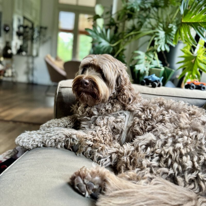 PLATINUM hondenvoer getest door onze kieskeurige logeerhonden