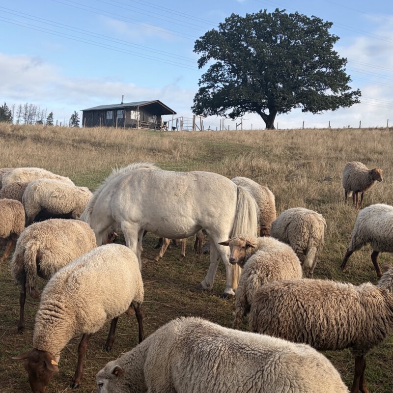 Geen wifi, wel vuur en avontuur bij BoerenBed: zo verrassend fijn is Ferme Koeune in de Ardennen, Houffalize