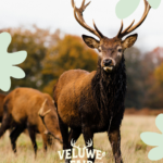 veluwe fair, veluwe, ermelo, apeldoorn, uittip