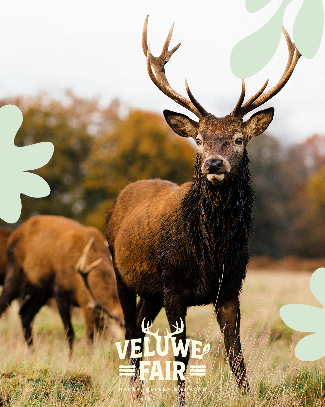 veluwe fair, veluwe, ermelo, apeldoorn, uittip